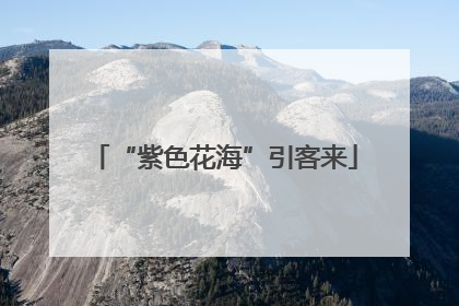 “紫色花海”引客来