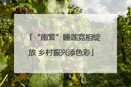 “南繁”睡莲竞相绽放 乡村振兴添色彩