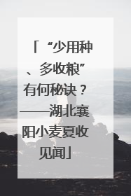 “少用种、多收粮”有何秘诀？——湖北襄阳小麦夏收见闻