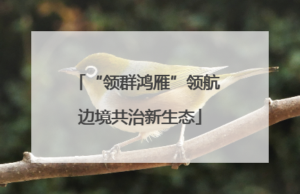 “领群鸿雁”领航边境共治新生态