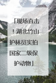 现场直击！湖北竹山护林员实拍国家二级保护动物