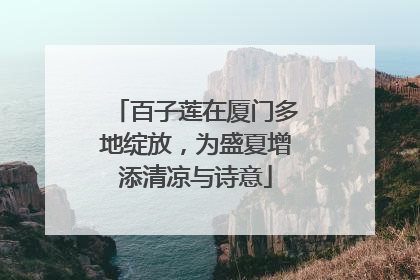 百子莲在厦门多地绽放，为盛夏增添清凉与诗意