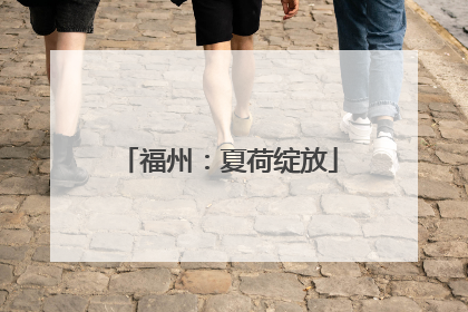 福州：夏荷绽放