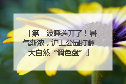 第一波睡莲开了！暑气渐浓，沪上公园打翻大自然“调色盘”