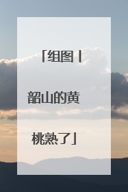 组图丨韶山的黄桃熟了