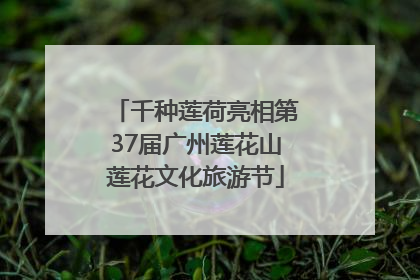 千种莲荷亮相第37届广州莲花山莲花文化旅游节