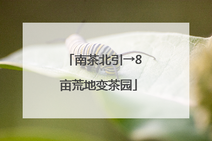 南茶北引→8亩荒地变茶园