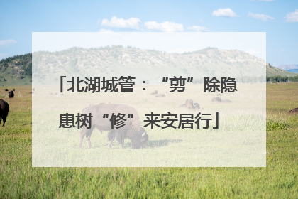 北湖城管：“剪”除隐患树“修”来安居行