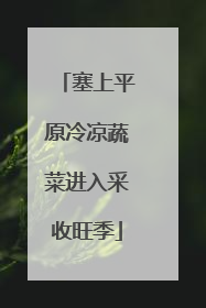 塞上平原冷凉蔬菜进入采收旺季
