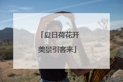 夏日荷花开 美景引客来