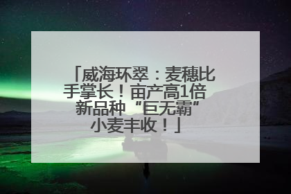 威海环翠：麦穗比手掌长！亩产高1倍 新品种“巨无霸”小麦丰收！