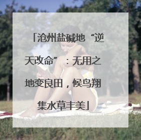 沧州盐碱地“逆天改命”：无用之地变良田，候鸟翔集水草丰美