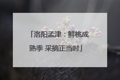 洛阳孟津：鲜桃成熟季 采摘正当时