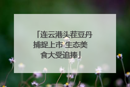 连云港头茬豆丹捕捉上市 生态美食大受追捧