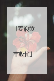 麦浪黄 丰收忙