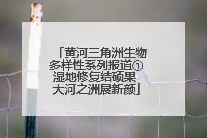黄河三角洲生物多样性系列报道①湿地修复结硕果 大河之洲展新颜