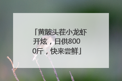 黄陂头茬小龙虾开炫，日供8000斤，快来尝鲜
