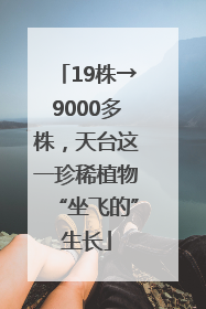 19株→9000多株，天台这一珍稀植物“坐飞的”生长